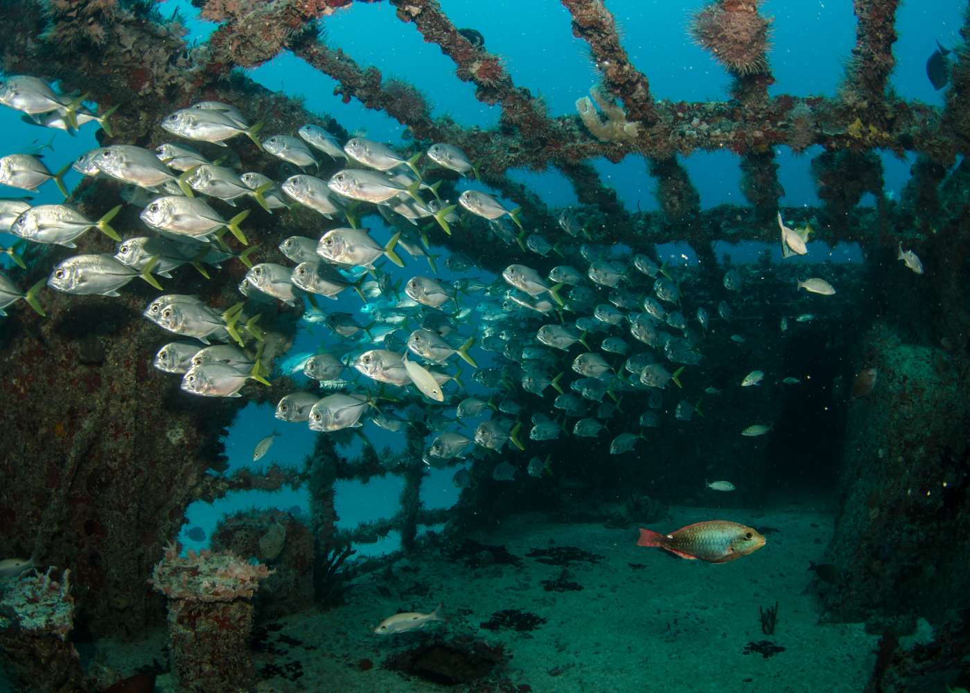 Que faire à Amed : snorkeling