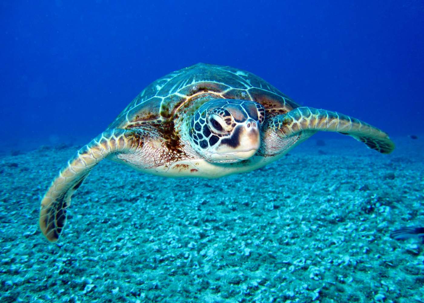 Que faire à Amed : tortue