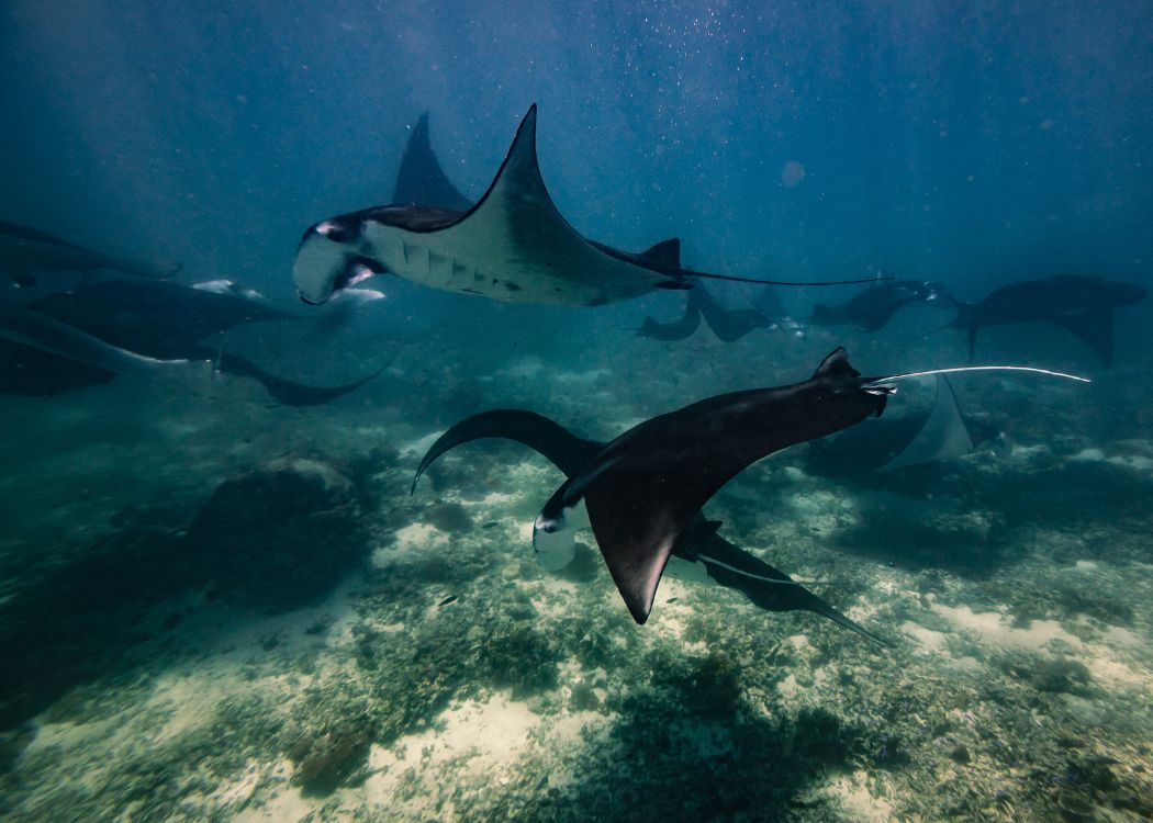 Que faire à Nusa Penida - nager avec les mantas