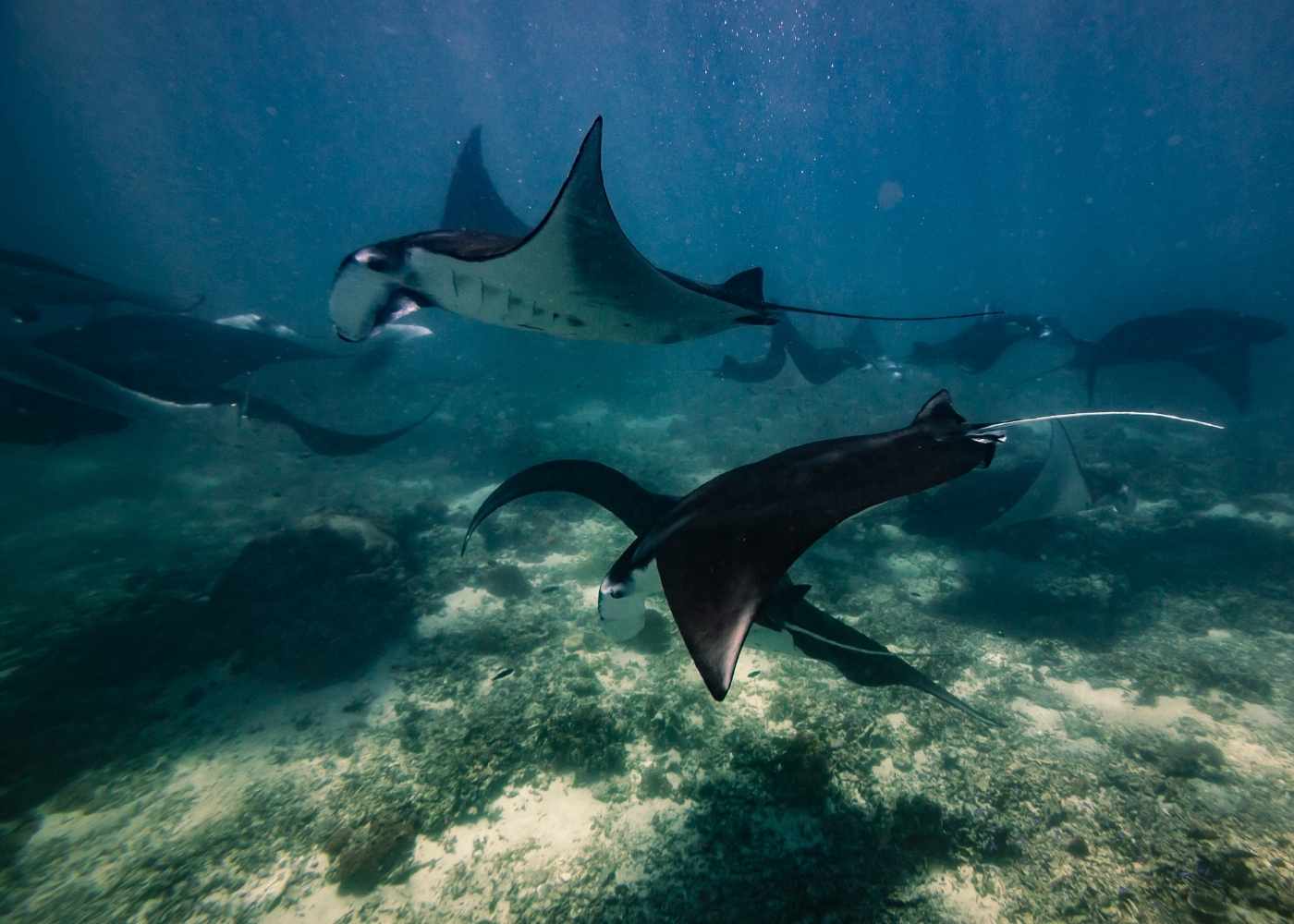 Snorkeling raie manta Nusa Penida