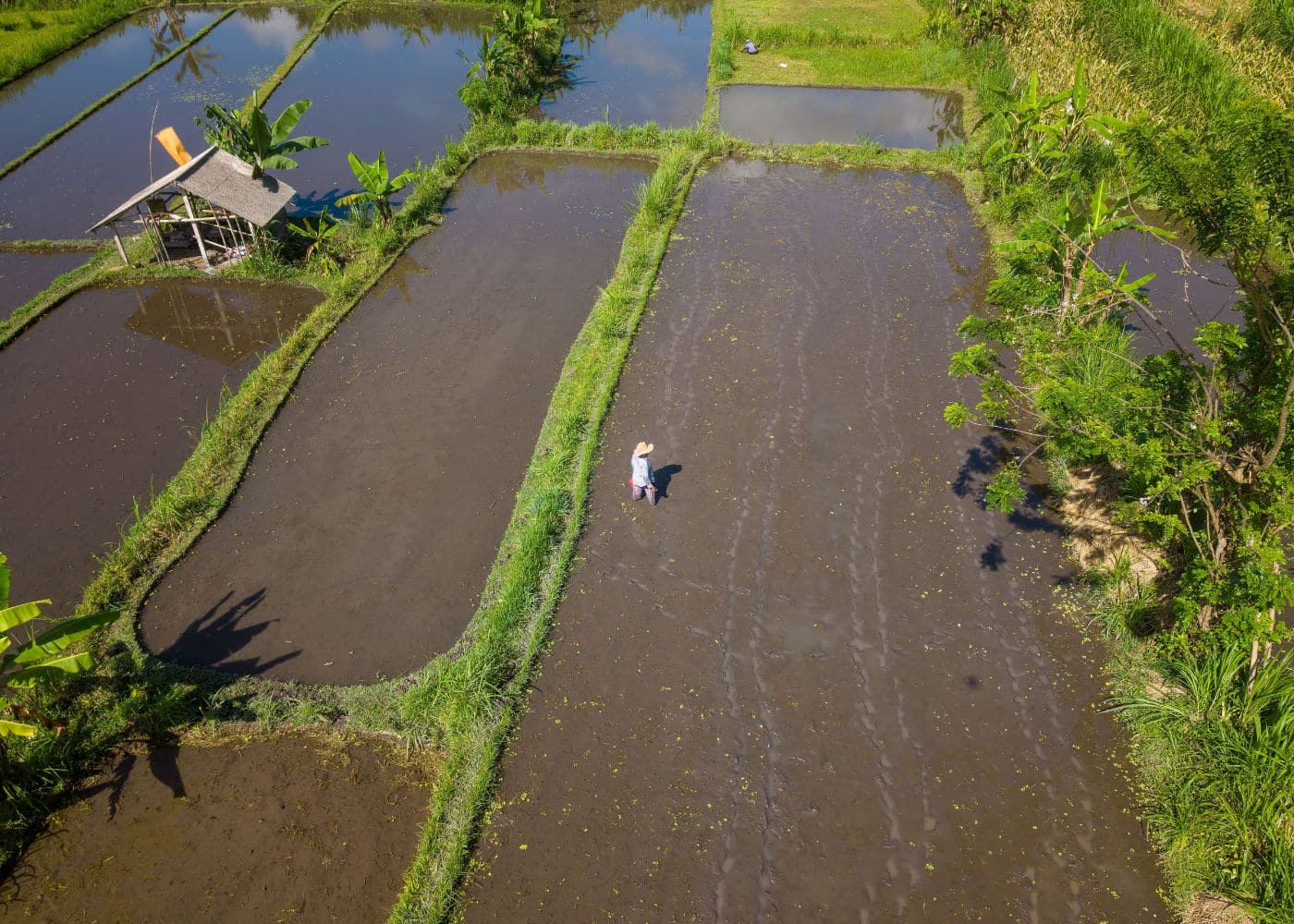 Les rizières en eau à Bali.