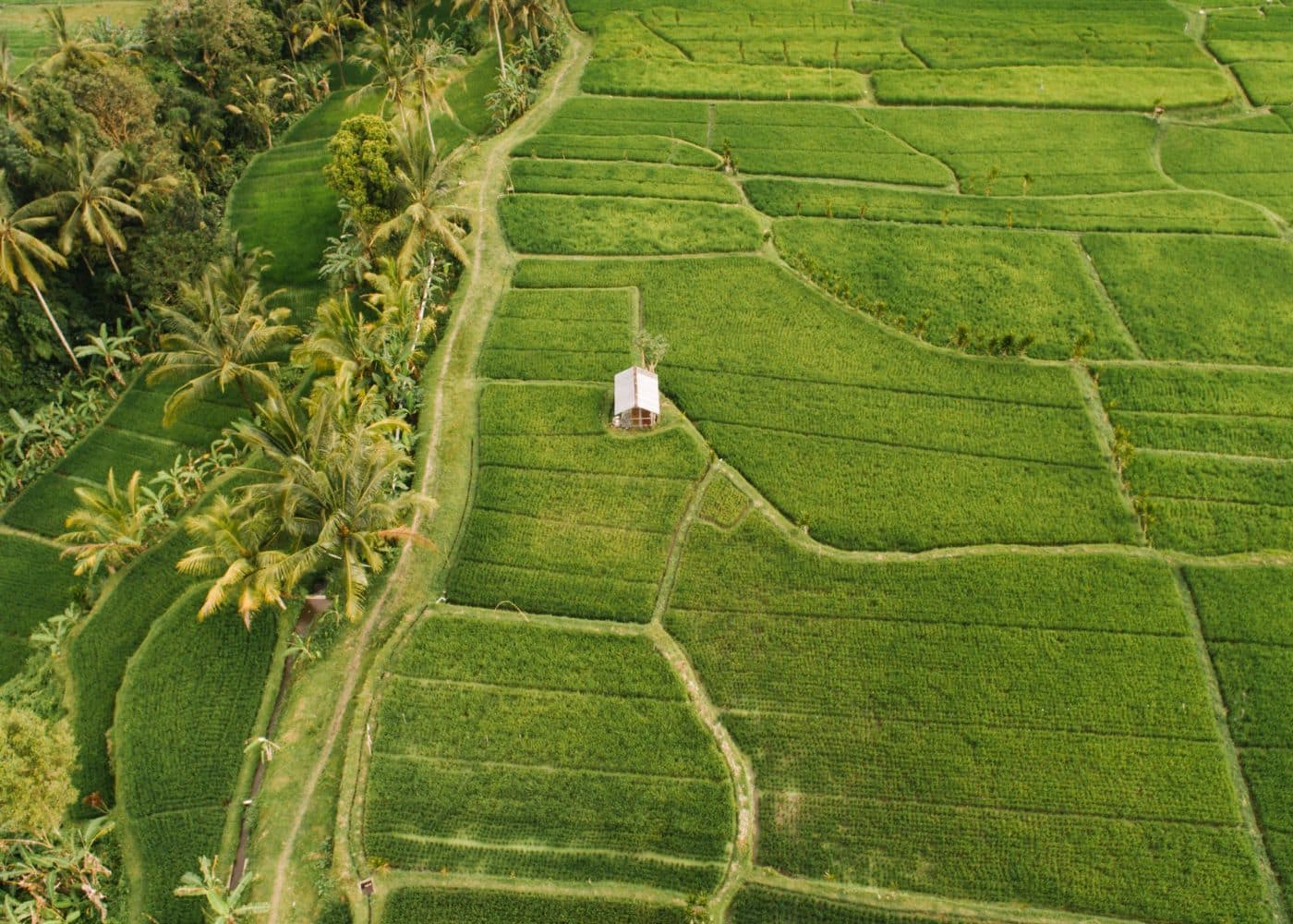 La saison verte à Bali.